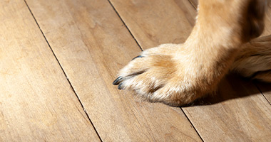 Qual o melhor piso para quem tem pets? Piso vinílico ou laminado?